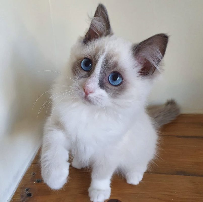 Ragdoll Kittens for sale - Fluffy Ragdoll Kittens For Sale